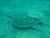 MarsaAlam41